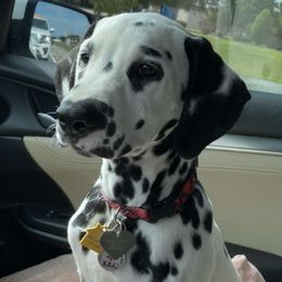 Dalmatian Puppies from Sublime Dalmatians