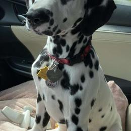 Dalmatian Puppies from Sublime Dalmatians