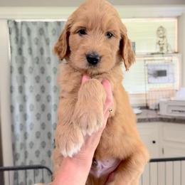 Bashful-Yellow - Apricot male Goldendoodle puppy in Bay City, Texas from Charming Doods Goldendoodles