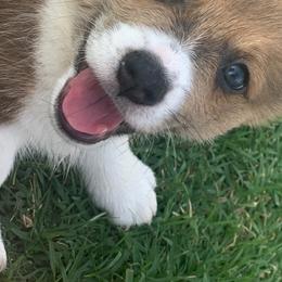 Pembroke Welsh Corgi Puppies from Shabby Chic Corgis