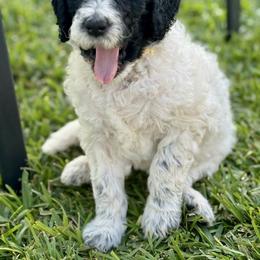 Lily - Black and white female Aussiedoodle puppy in Waelder, Texas from Aussiedoodles of Austin