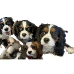Cavalier King Charles Spaniel Puppies from AustinCavalier