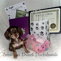 Cleo - Chocolate and tan Dachshund puppy in Comer, Georgia from Southern Drawl Dachshunds
