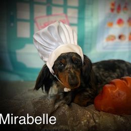 Mirabelle - Dachshund