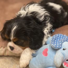 Cavalier King Charles Spaniel Puppies from Angels Ridge Cavaliers