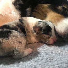 Australian Shepherd Puppies from Riot Austrailan Shepherds