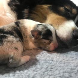 Australian Shepherd Puppies from Riot Austrailan Shepherds