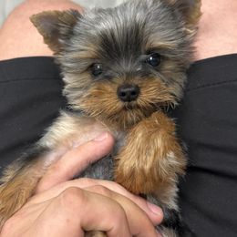 Yorkshire Terrier Puppies from The Royal Yorkie Den LLC