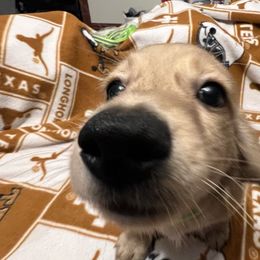 Simba - Cream male Dachshund puppy in Arp, Texas from Barksalot Dachshunds