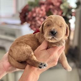 Grumpy-Red - Apricot male Goldendoodle puppy in Bay City, Texas from Charming Doods Goldendoodles