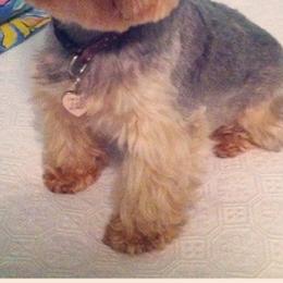 Shih Tzu, Shorkie, and Yorkshire Terrier Puppies from Tiny Tales Co.
