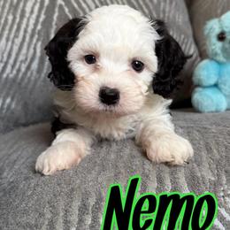 Nemo - Black and white male Sheepadoodle puppy in Saint Cloud, Florida from Rising Star Kennels