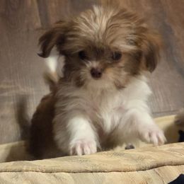 Midwest Mini Corduroy - Brown male Mi-Ki puppy in Clearwater, Kansas from Midwest Mini Mi-kis