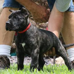 Red Collar - Tiger male Perro de Presa Canario puppy in Pocahontas, Illinois from Cabeza Grande Kennel