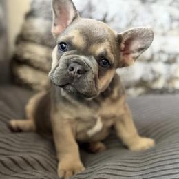 French Bulldog Puppies from Cert. Frenchies