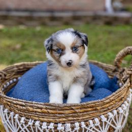 Candy Apple - Blue merle Miniature Australian Shepherd puppy in Tennessee from Coolsprings Aussies
