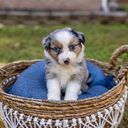 Candy Apple - Blue merle Miniature Australian Shepherd puppy in Tennessee from Coolsprings Aussies