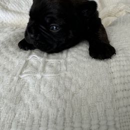 French Bulldog All Grown Up from Pipsters