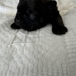 French Bulldog All Grown Up from Pipsters