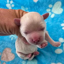 Girl 3 - Cream female Havapoo puppy in Cedar Springs, Michigan from Pridespoodles