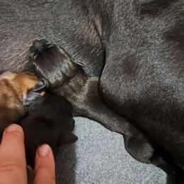 Boy 7 - Black male Cane Corso puppy in Clarksburg, West Virginia from West By God Virginia Cane Corso