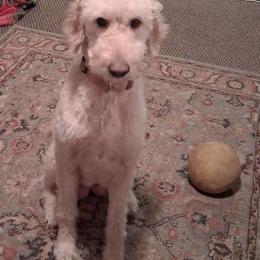 Zoë - Goldendoodle