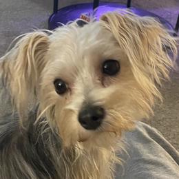 Khloé - Morkie
