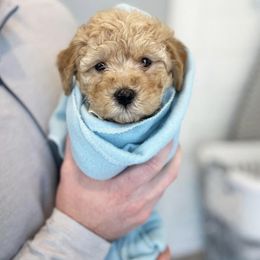 Goldendoodle Puppies from Proctor’s Petite Goldendoodles