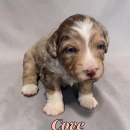 Cove - Red merle male Aussiedoodle puppy in Lebanon, Oregon from Abbott Family Farm