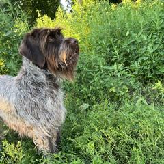 Ivy - Wirehaired Pointing Griffon