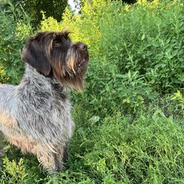 Ivy - Wirehaired Pointing Griffon