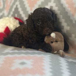 Felix - Chocolate male Goldendoodle puppy in Waynesboro, Virginia from Forest Creek Kennel