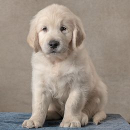 Sailor- Light Blue Collar - Light golden male Golden Retriever puppy in Germantown, Ohio from Doodle Patch Farm