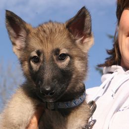 Shiloh Shepherd Puppies from Solace Shilohs