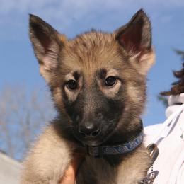 Shiloh Shepherd Puppies from Solace Shilohs