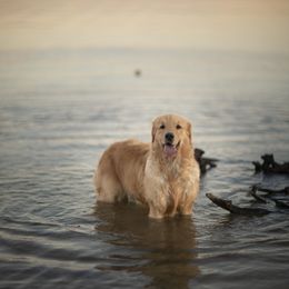 Cavalier King Charles Spaniel and Golden Retriever Puppies from Tsarevich Goldens and Cavaliers