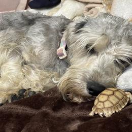 Guera - Miniature Schnauzer
