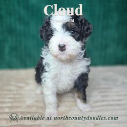 Cloud - female Australian Mountain Doodle puppy in Escondido, California from North County Doodles