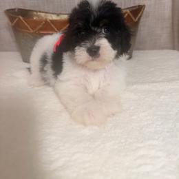 Reese's - Black and white female Bernedoodle puppy in Luana, Iowa from Country View Bernedoodles and Goldendoodles