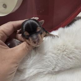 Demi - Black and gold female Yorkshire Terrier puppy in Patterson, California from Luxe Yorkies of Central Valley