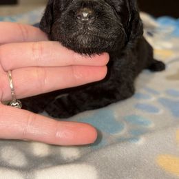 Goldendoodle and Poodle Puppies from Southern Stroll Poodles & Doodles