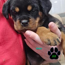 Moka - Black and mahogany female Rottweiler puppy in Tangent, Oregon from Raya's Royals