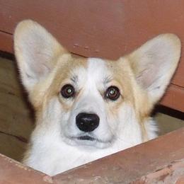 Margo - Pembroke Welsh Corgi