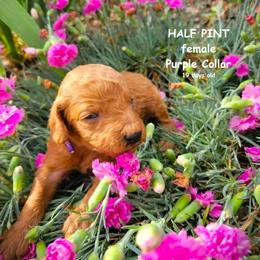 Half Pint - Red  female Goldendoodle puppy in Greer, South Carolina from South Paw Doodles