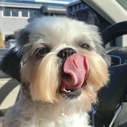 Shih Tzu Puppies from Jazzie Shih Tzu