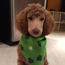 Poodles from Pandemonia Acres