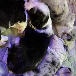Boy 2 - male Cardigan Welsh Corgi puppy in Dade City, Florida from Red White & Bluie Corgi