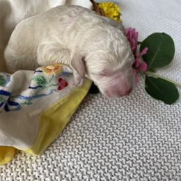 Clementine- light pink - Cream female Goldendoodle puppy in Carlton, Minnesota from Lakeside Doodles MN