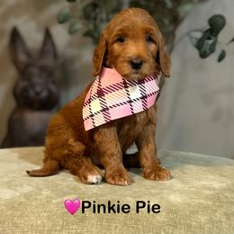 Pinkie Pie- Lt.Pink - Red  female Goldendoodle puppy in Bay City, Texas from Charming Doods Goldendoodles