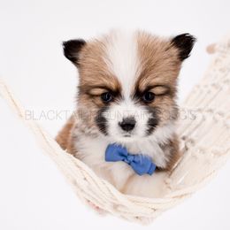 Rook - Red male Pembroke Welsh Corgi puppy in Santaquin, Utah from Blacktail Mountain Corgis
